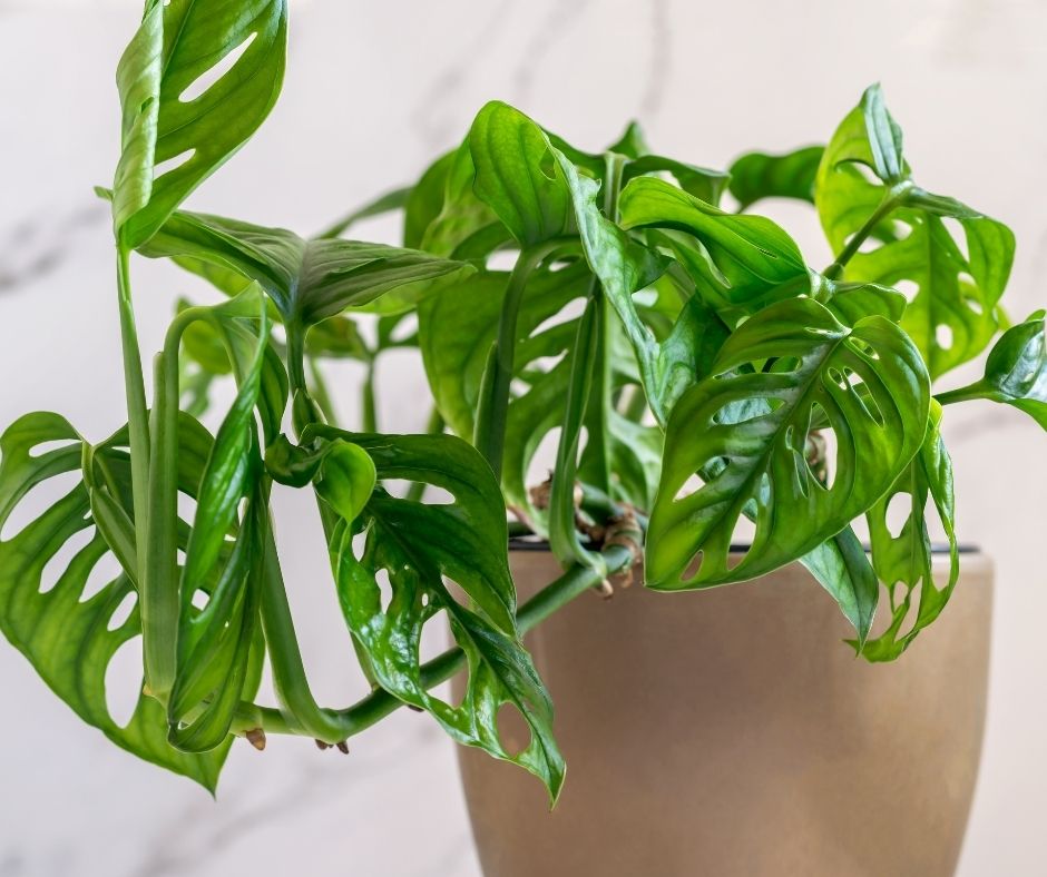 Monstera w doniczce