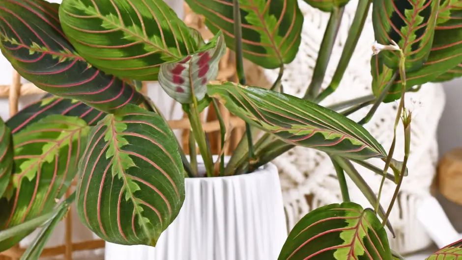 Maranta - rodzaje