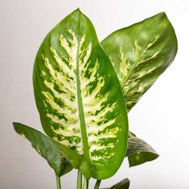 Dieffenbachia 'Reeva'