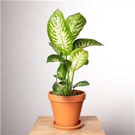 Dieffenbachia 'Reeva'