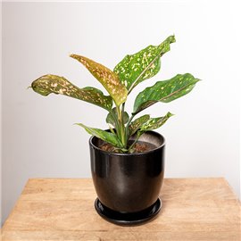 Aglonema 'Pink Leopard'