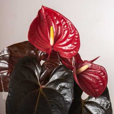 Anturium 'Delicata'