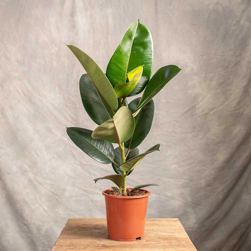 Fikus 'Robusta'