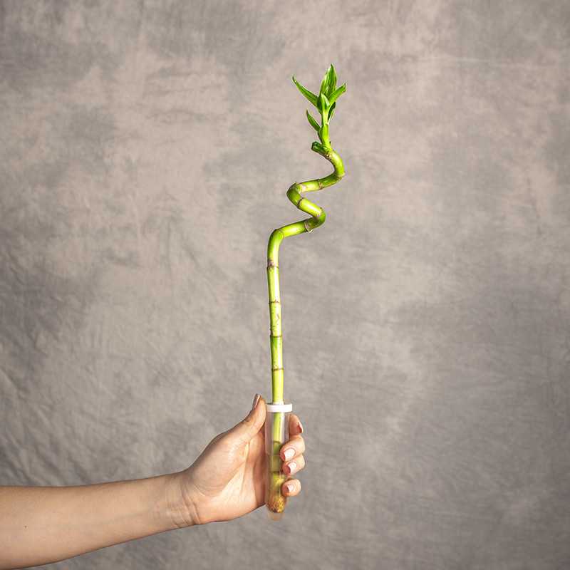 Dracena 'Lucky Bamboo' | 50 cm