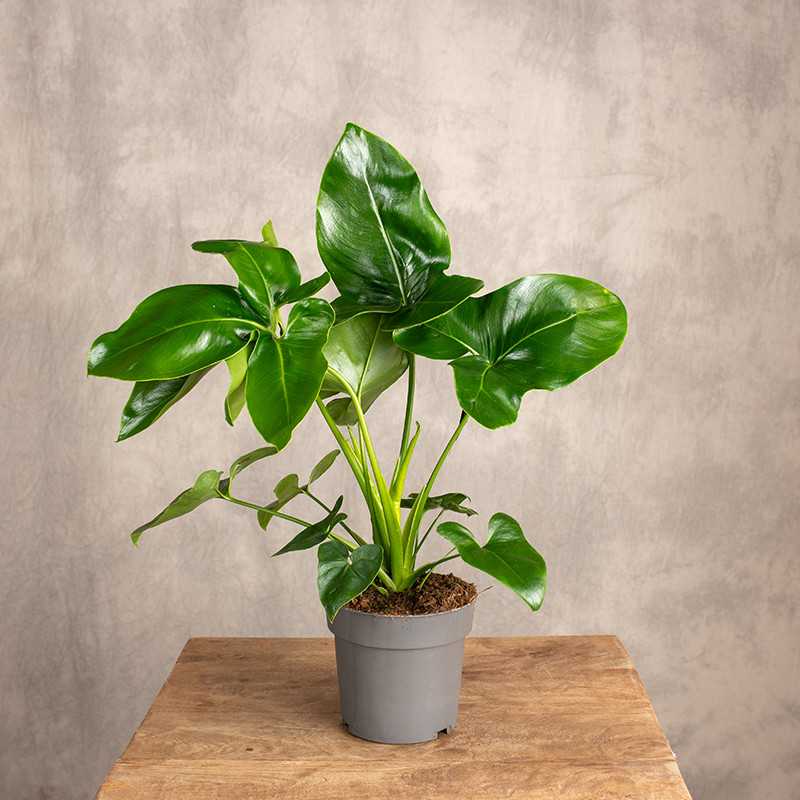 Filodendron 'Fun Bun' | Mały