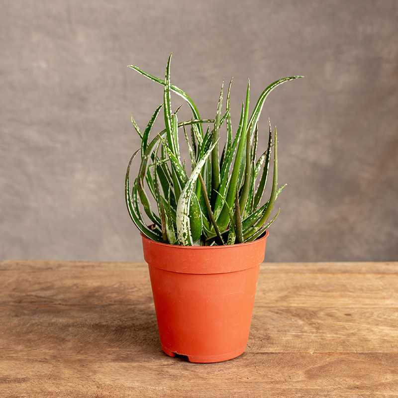 Aloes Kolibri Greens Maidu