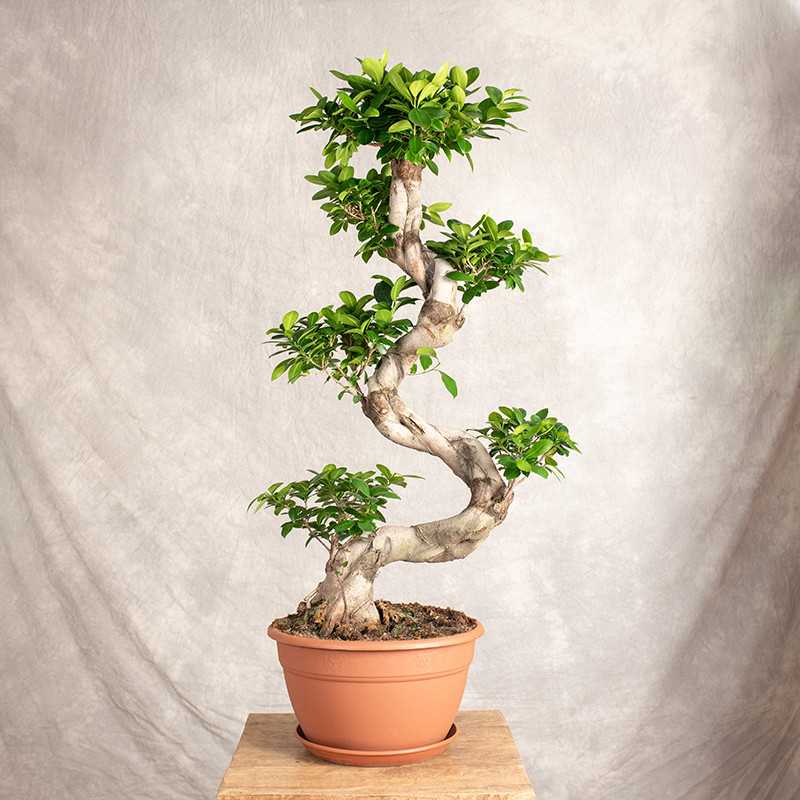 Bonsai Ficus Ginseng | Duży