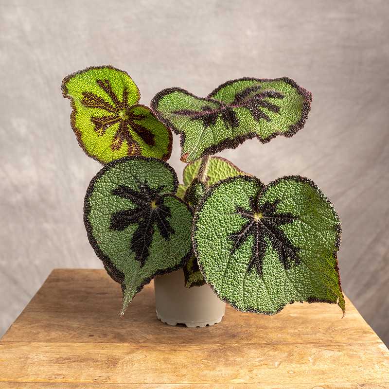 Begonia massoniana 'Rock' |...