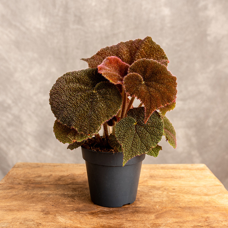 Begonia massoniana 'River'...