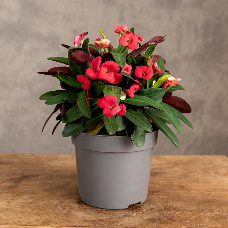 Euphorbia milii