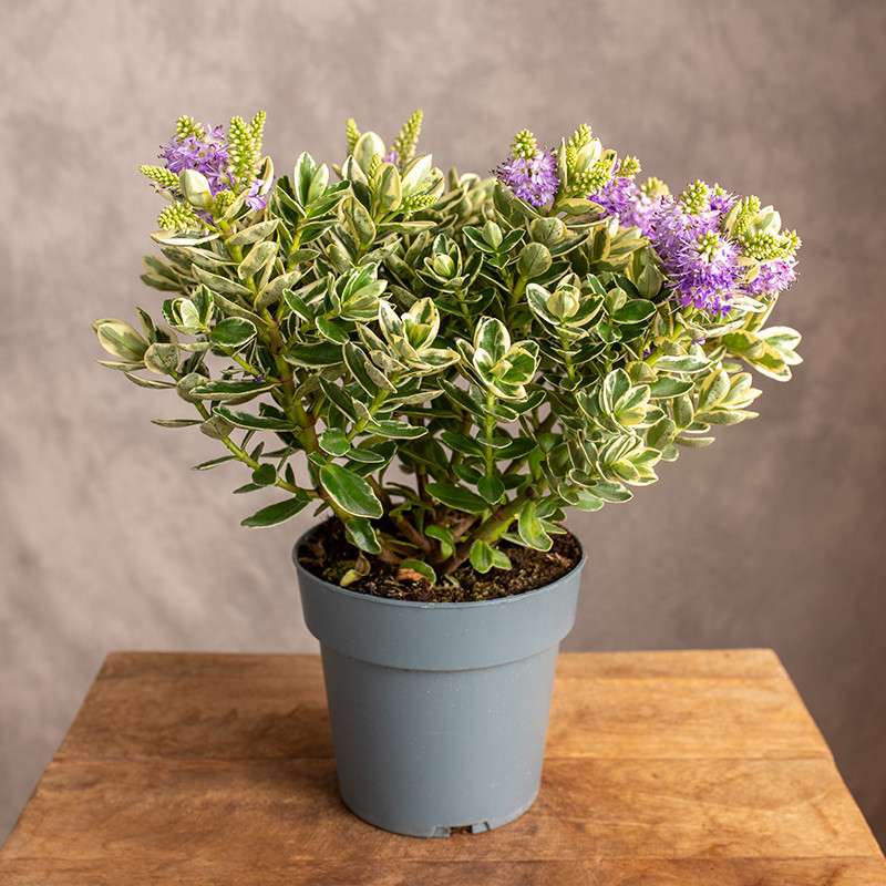 Hebe variegata | Duże