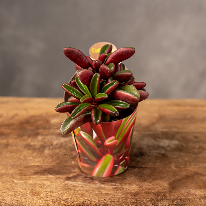 Peperomia graveolens 'Ruby...