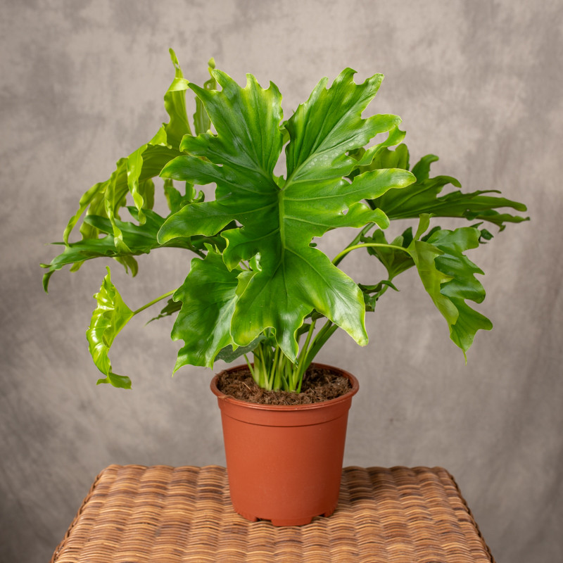 Filodendron 'Lickety split'