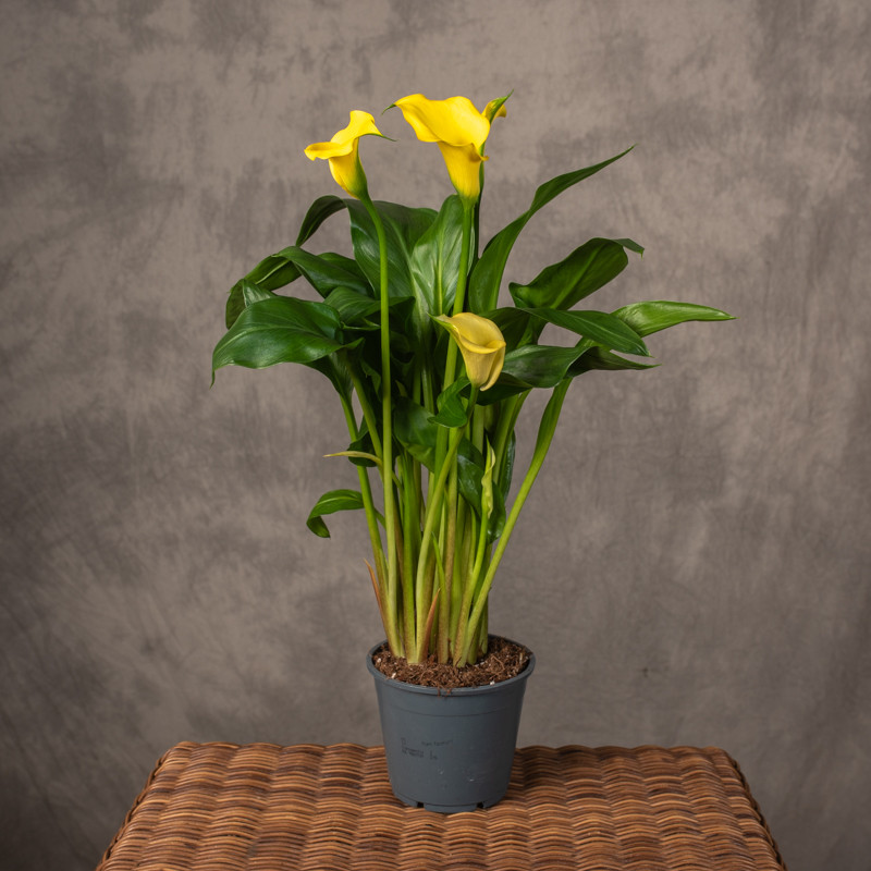 Zantedeschia 'Captain Solo'