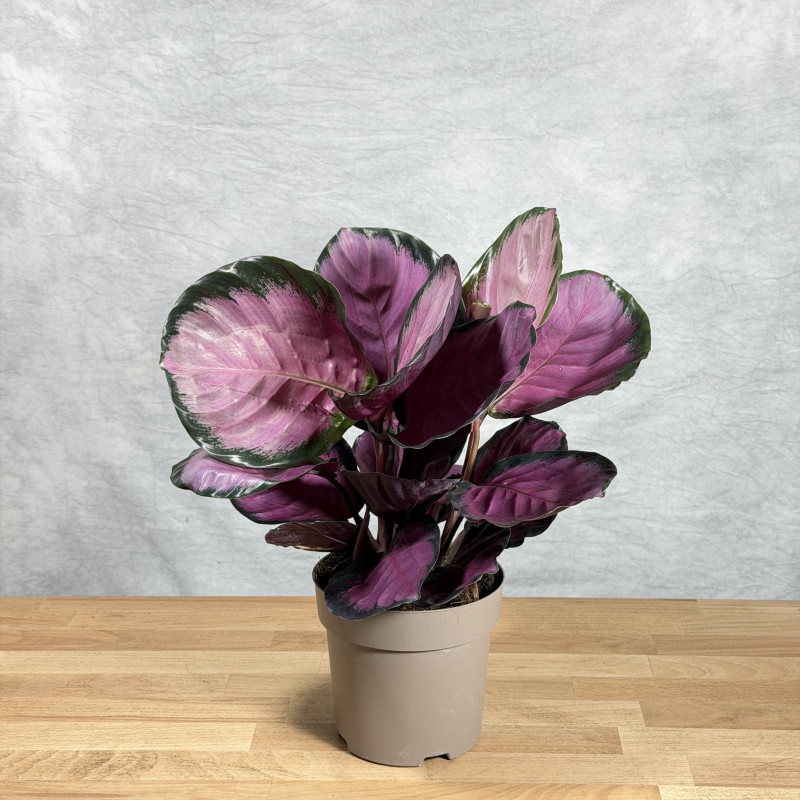Kalatea 'Mysty Red'
