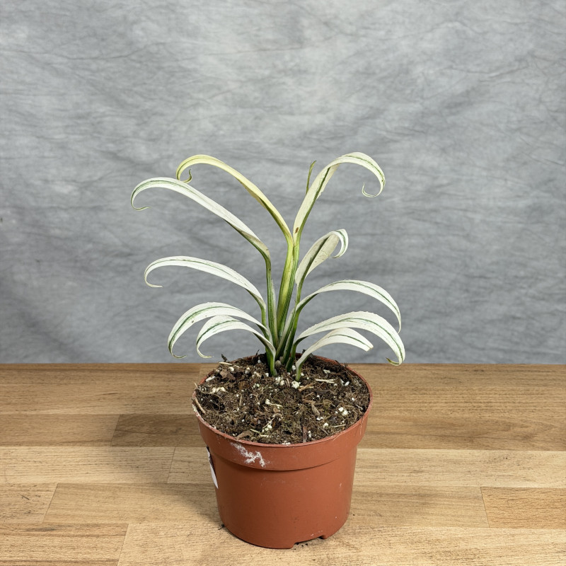 Epipremnum amplissimum...
