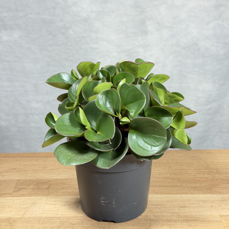 Peperomia obtusifolia...