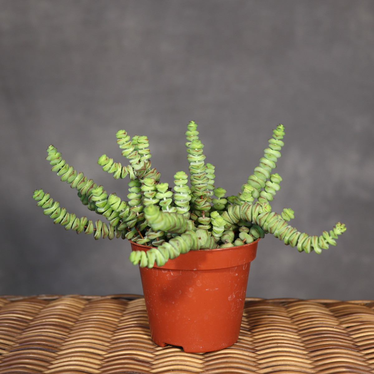 Grubosz 'Hottentot'