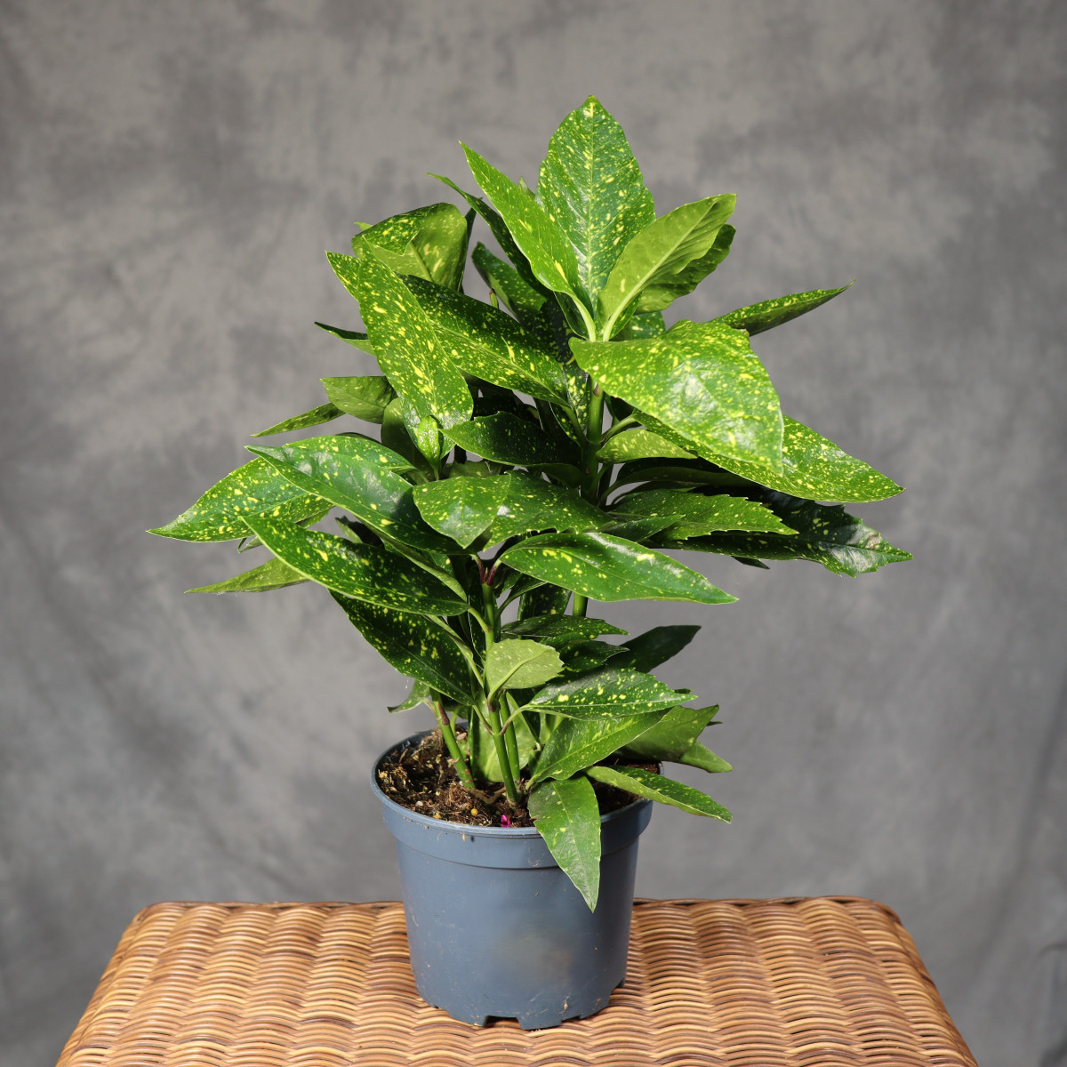Aukuba japońska 'Variegata'