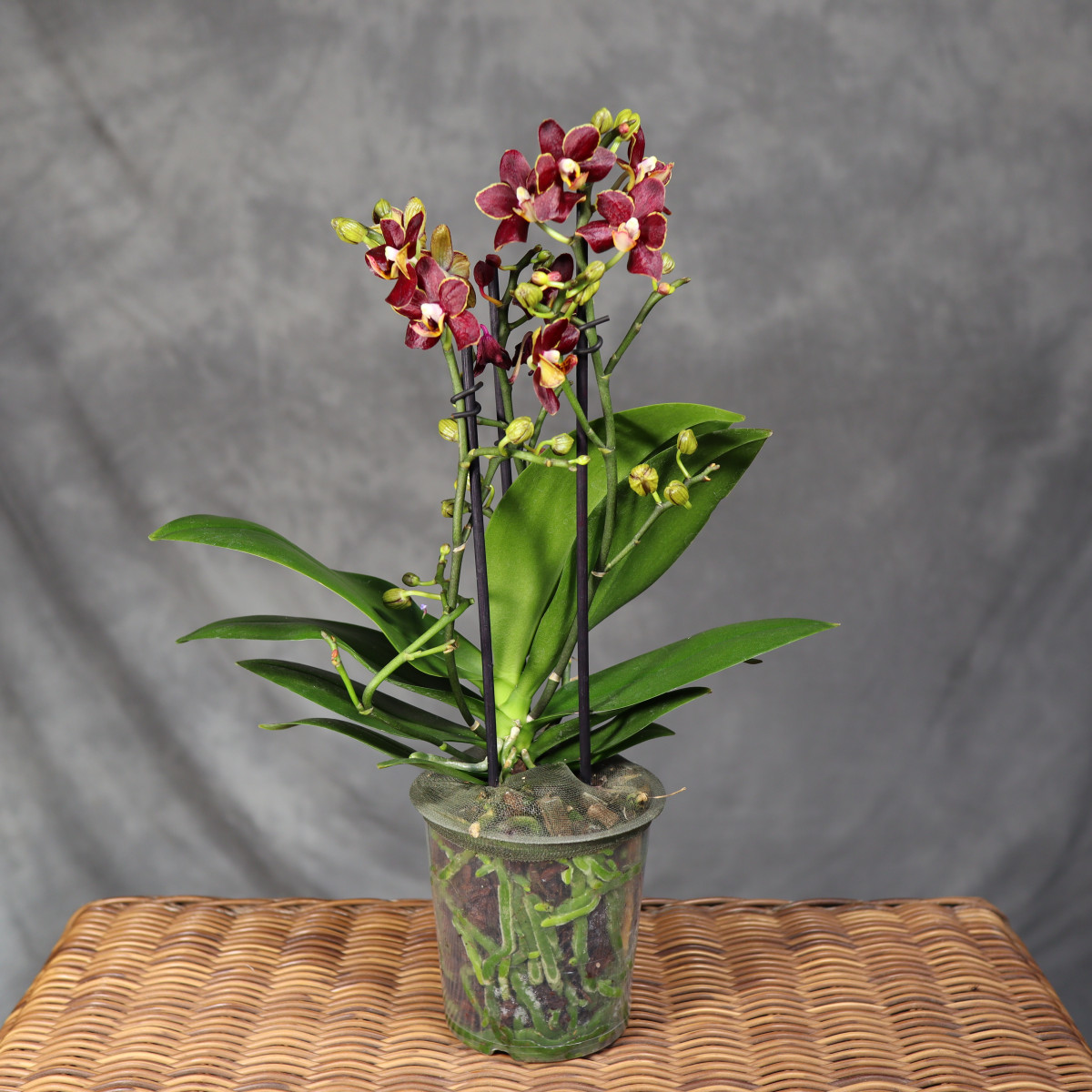 Storczyk Phalaenopsis...