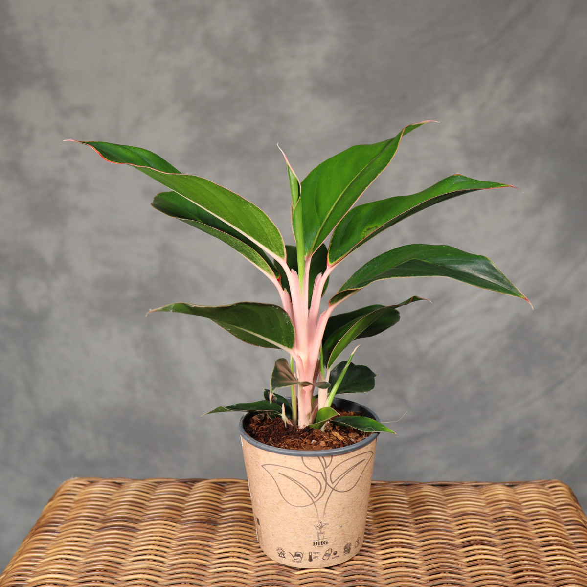 Aglaonema 'Sapphire'