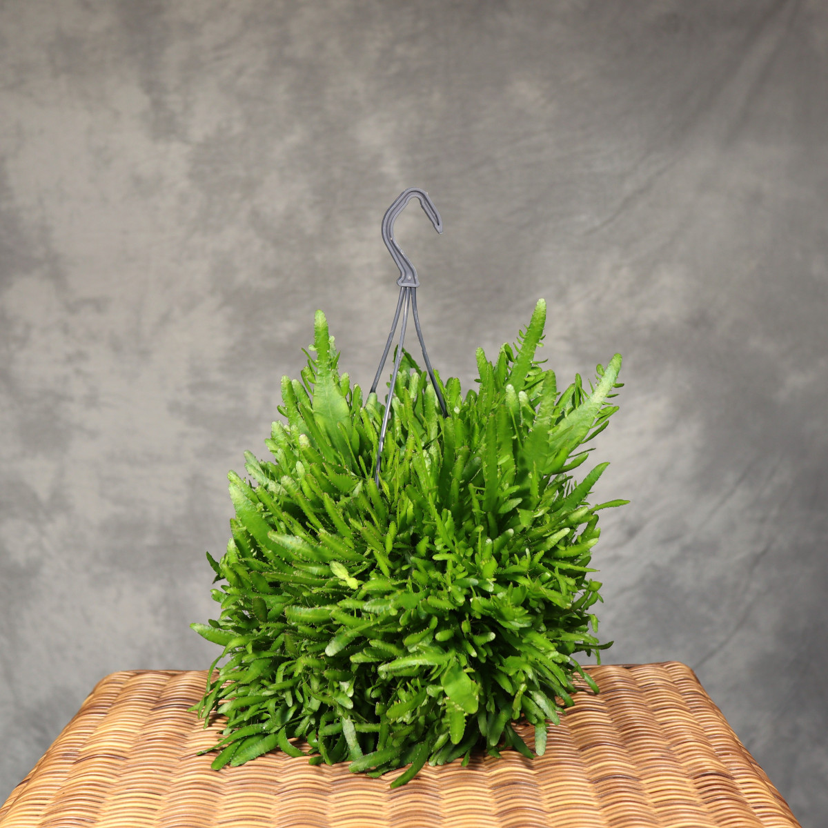 Rhipsalis 'Bits n Pieces' |...