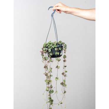 Ceropegia woodii
