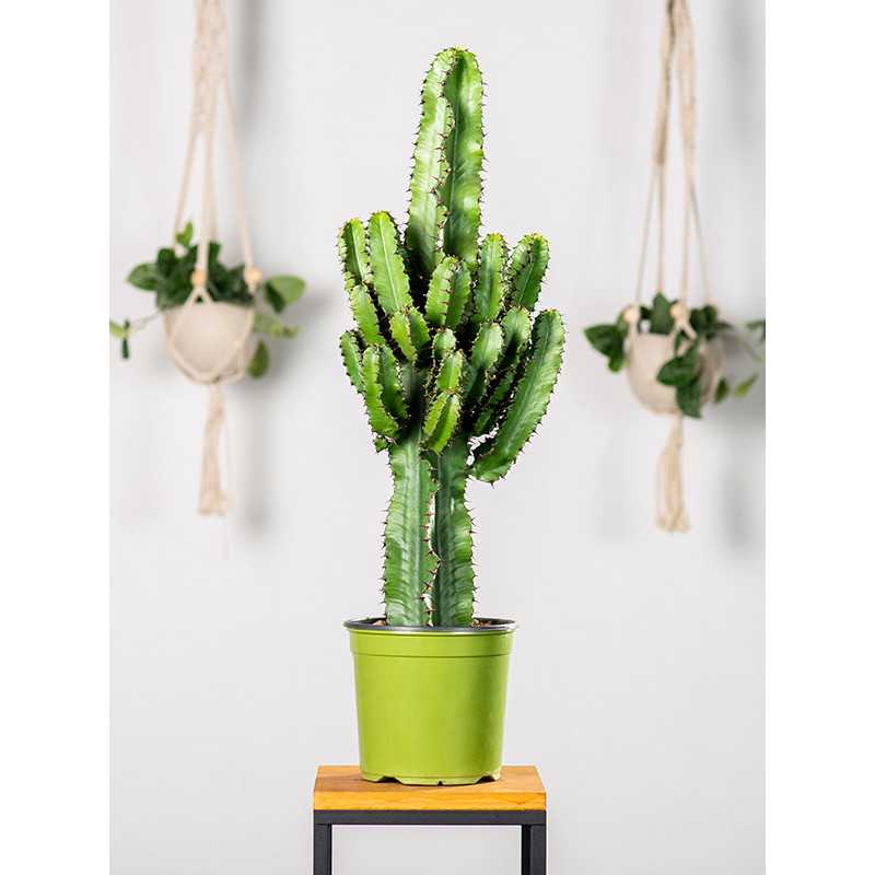 Euphorbia ingens