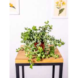 Grubosz 'Hottentot'