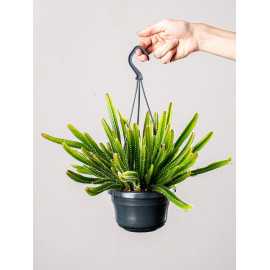 Hylocereus undatus | Pitaja