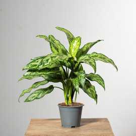 Aglonema 'Romeo'