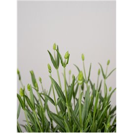 Lawenda 'Lavance Purple'