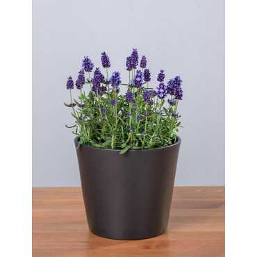 Lawenda 'Lavance Purple'