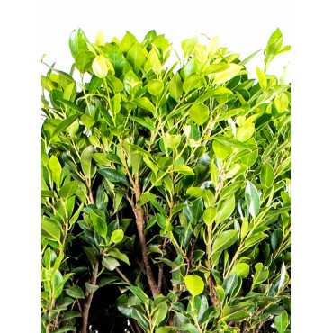 Fikus Nitida