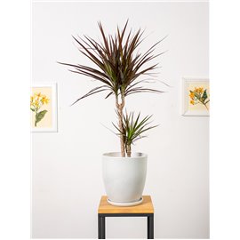 Dracena 'Magenta'