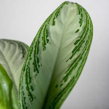 Aglaonema 'Silver Bay' | Mała
