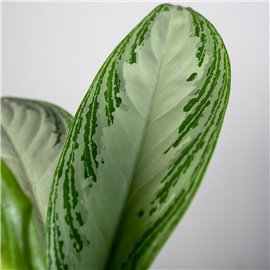 Aglaonema 'Silver Bay' | Mała