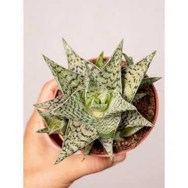 Aloes 'Doran Black'