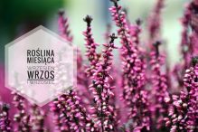 Wrzos i wrzosiec roślinami września w salonie Tomaszewski