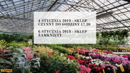 Ładne Kwiatki w styczniu