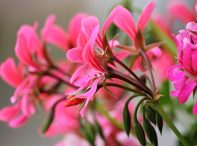 Czas pelargonii