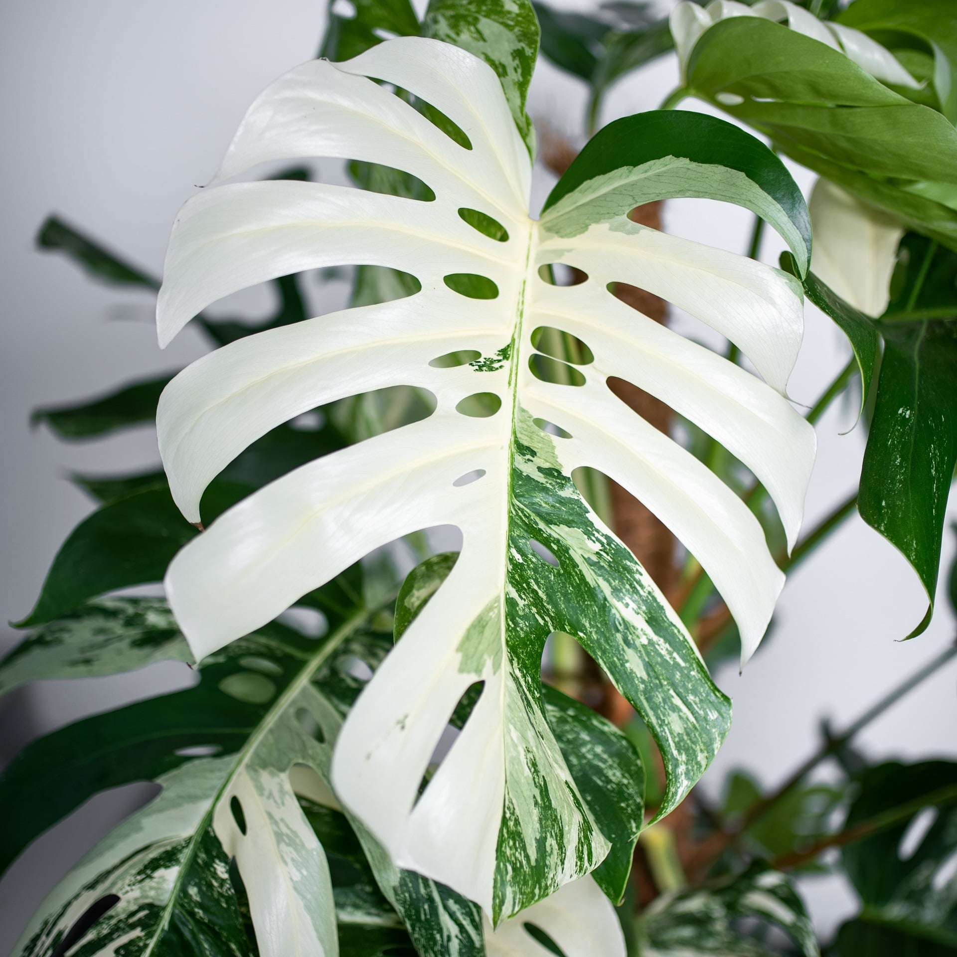 Monstera Variegata