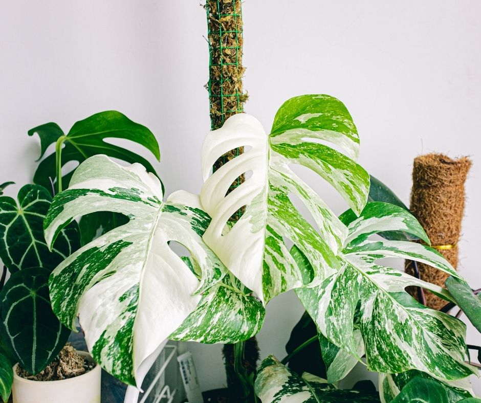 Monstera z białymi plamami