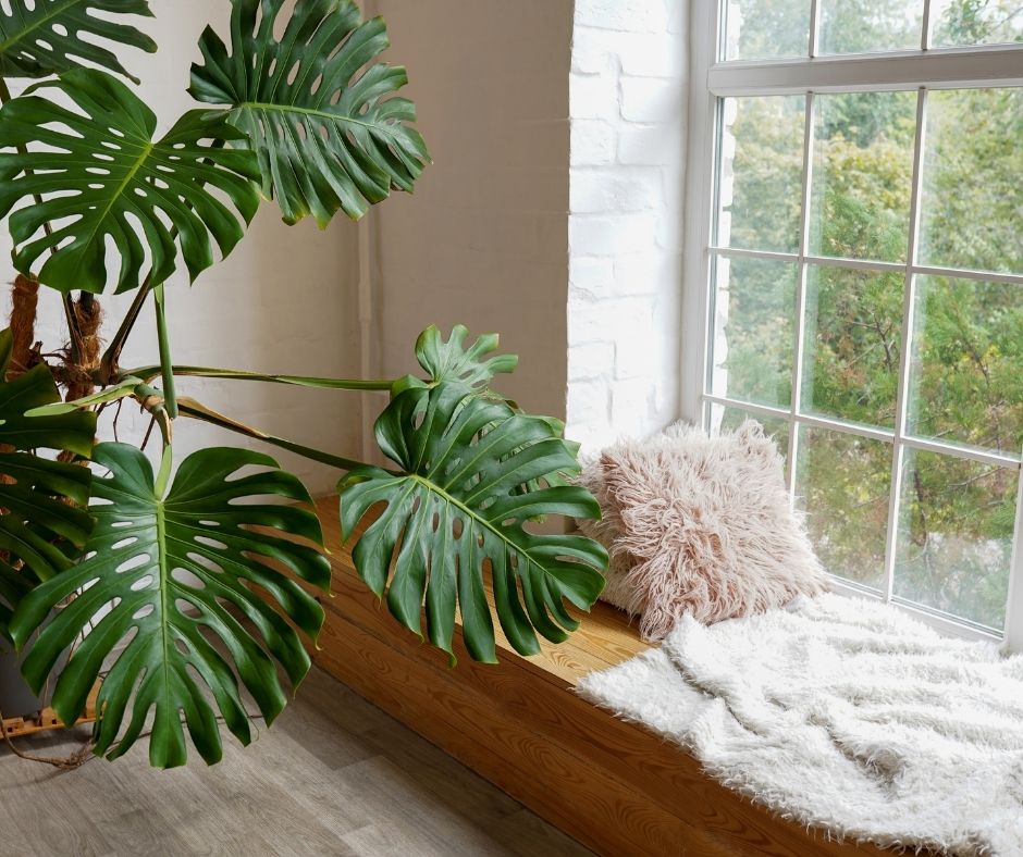Monstera deliciosa z dziurawymi liścmi