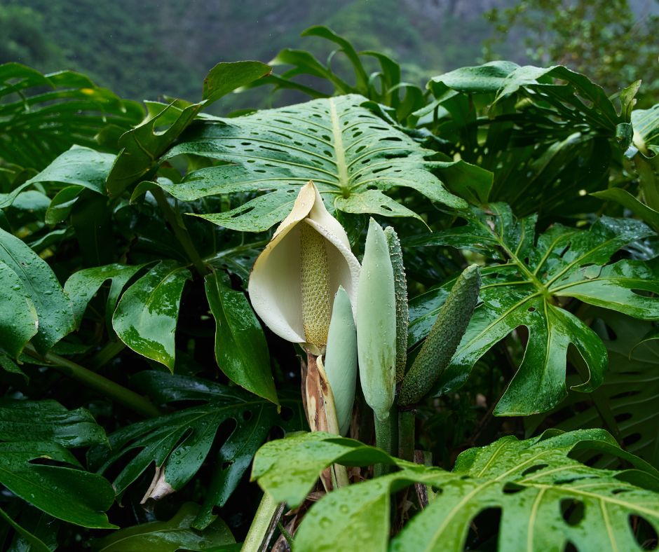 Monstera