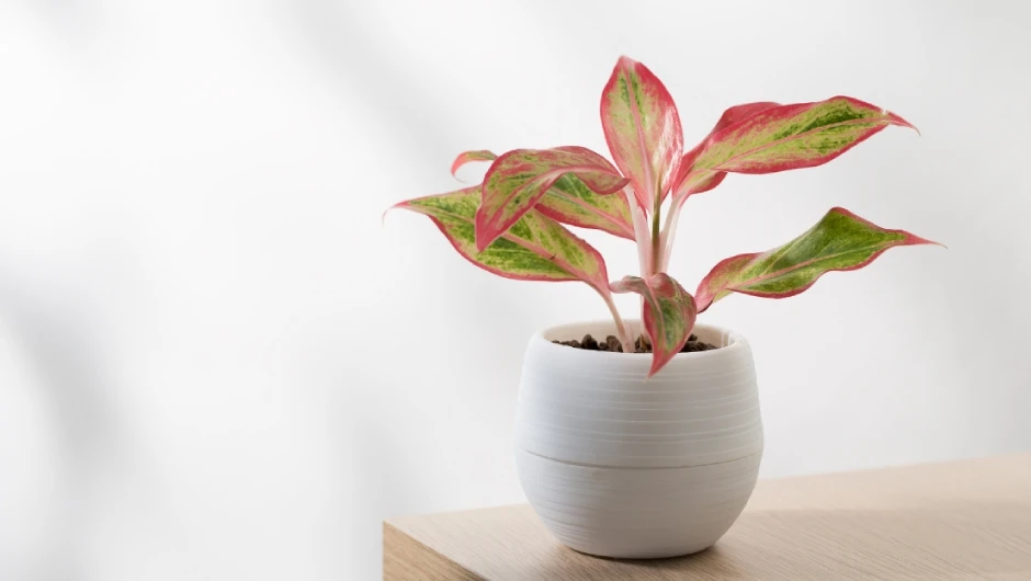 Aglaonema w doniczce