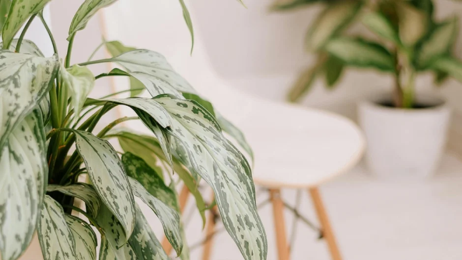 Aglaonema