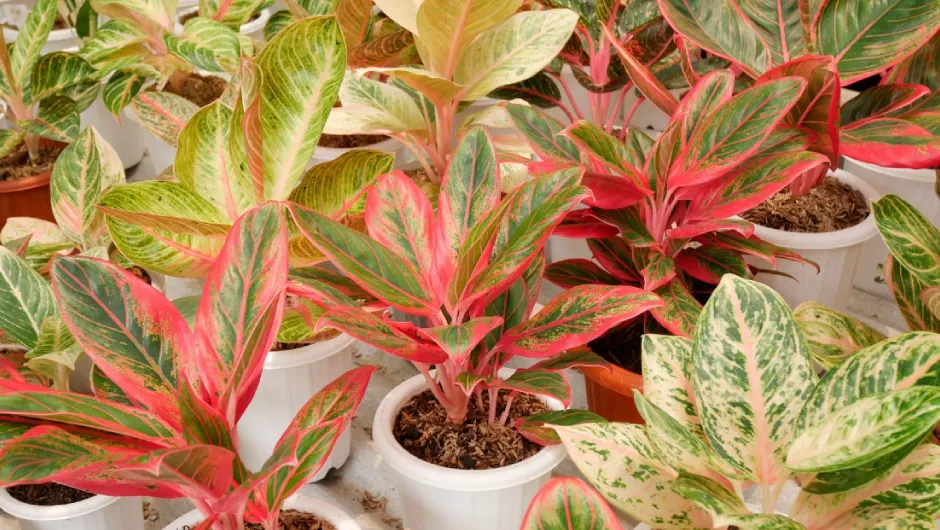 Aglaonema — pielęgnacja, uprawa i jak o nią dbać?