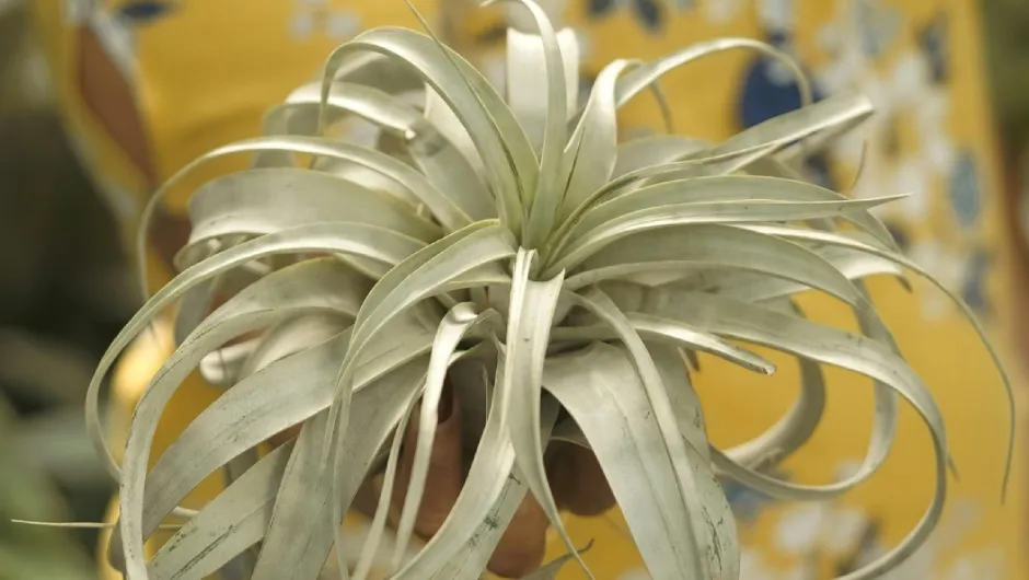 Oplątwa tillandsia