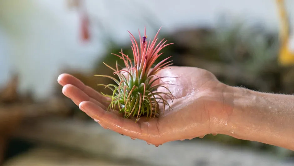 Tillandsia uprawa